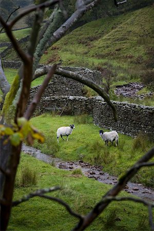 simsearch:693-03315202,k - Moutons dans les pâturages dans les vallées du Yorkshire, Yorkshire, Angleterre Photographie de stock - Premium Libres de Droits, Code: 693-03315200