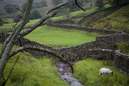 simsearch:693-03315199,k - Sheep on pasture in Yorkshire Dales, Yorkshire, England Stock Photo - Premium Royalty-Free, Code: 693-03315201