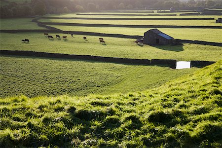 simsearch:693-03315214,k - Pasture in Yorkshire Dales, Yorkshire, England Stock Photo - Premium Royalty-Free, Code: 693-03315212