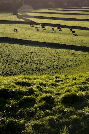 simsearch:693-03315214,k - Cows on pasture in Yorkshire Dales, Yorkshire, England Stock Photo - Premium Royalty-Free, Code: 693-03315213