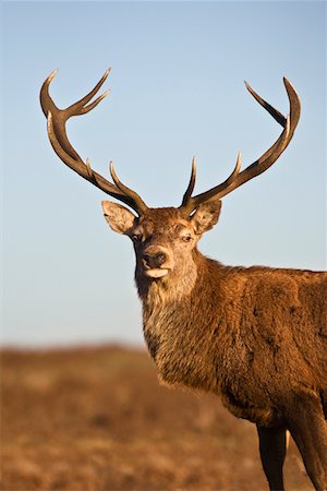 deer antlers close up - Red Deer, animal portrait Stock Photo - Premium Royalty-Free, Code: 693-03316352