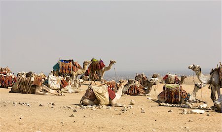 Camels resting at site of Pyramids Foto de stock - Royalty Free Premium, Número: 693-03316460