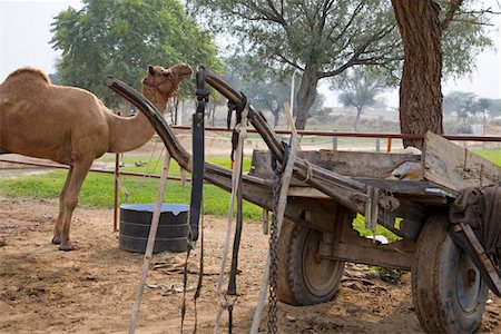 rajasthan camel - Rajasthan, India, camel in rural area Stock Photo - Premium Royalty-Free, Code: 693-03316743