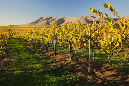 santa maria - Vineyard in Santa Maria, California Foto de stock - Sin royalties Premium, Código: 693-03317498