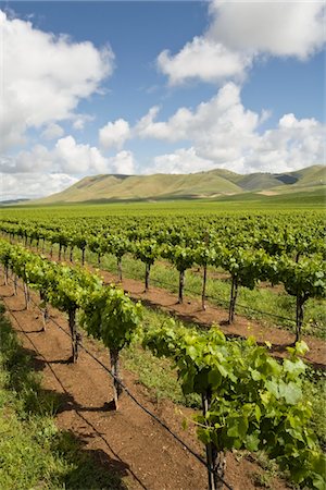 Vignoble à Santa Maria, Californie Photographie de stock - Premium Libres de Droits, Code: 693-03317506