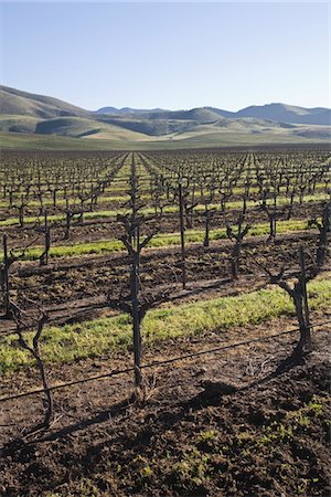 Vignoble à Santa Maria, Californie Photographie de stock - Premium Libres de Droits, Code: 693-03317503