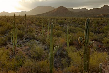 saguaro (cactus) - Cactus dans le désert, USA Photographie de stock - Premium Libres de Droits, Code: 693-03317563