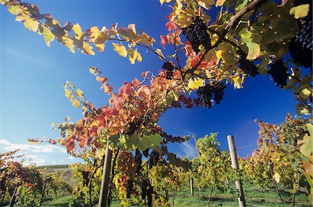 Grapes on vines in vineyard, Yarra Valley, Victoria, Australia Stock Photo - Premium Royalty-Free, Code: 693-03310255