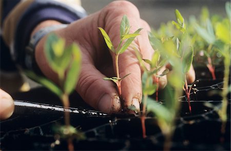 seedlings not person - Freight loading onto Boeing 747 cargo aircraft, Melbourne, Australia Stock Photo - Premium Royalty-Free, Code: 693-03310288