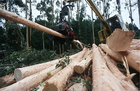 Plantations, Eucalyptus (bluegum) des arbres récoltés pour woodchipping Photographie de stock - Premium Libres de Droits, Code: 693-03310291