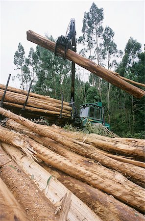 simsearch:693-03309616,k - Plantations, Eucalyptus (bluegum) des arbres récoltés pour woodchipping Photographie de stock - Premium Libres de Droits, Code: 693-03310292