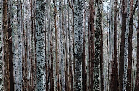 Trunks of Eucalypt Mountain Ash trees Stock Photo - Premium Royalty-Free, Code: 693-03310316