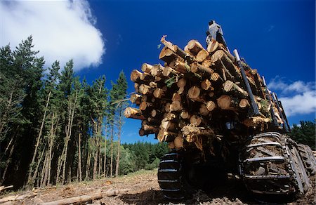 deforestation nobody - Plantation Eucalyptus (Bluegum) trees being harvested for woodchipping Stock Photo - Premium Royalty-Free, Code: 693-03310535