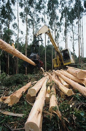 deforestation nobody - Plantation Eucalyptus (Bluegum) trees being harvested for woodchipping Stock Photo - Premium Royalty-Free, Code: 693-03310532