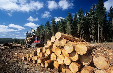 Plantation Eucalyptus (Bluegum) trees being harvested for woodchipping Stock Photo - Premium Royalty-Free, Code: 693-03310533