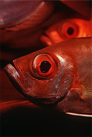 pez tropical - Mozambique, Indian Ocean, crescent-tail bigeyes (Priacanthus hamrur), close-up Foto de stock - Sin royalties Premium, Código: 693-03310808