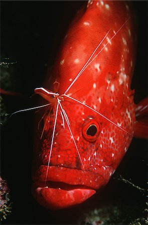 Mozambique, Indian Ocean, tomato rockcod (Cephalophlis sonnerati) being cleaned by cleaner shrimp (Lysmata amboinensis), close-up Stock Photo - Premium Royalty-Free, Code: 693-03310809