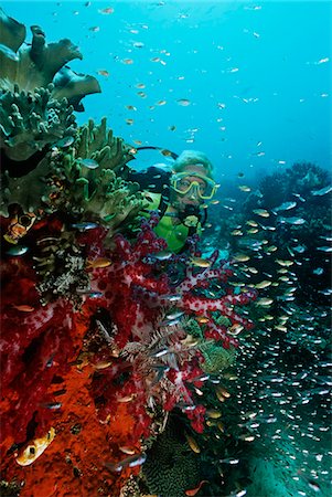 Raja Ampat, Indonesia, Pacific Ocean, female scuba diver swimming by coral reef Stock Photo - Premium Royalty-Free, Code: 693-03310814
