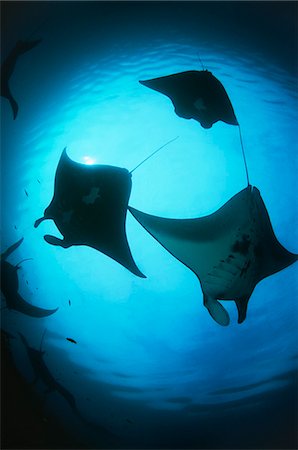 Raja Ampat, Indonesia, Pacific Ocean, silhouettes of manta rays (Manta birostris), low angle view Stock Photo - Premium Royalty-Free, Code: 693-03310817