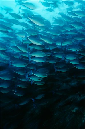 simsearch:400-05695161,k - Raja Ampat, Indonesia, Pacific Ocean, School of elongate surgeonfish (Acanthurus mata) feeding on plankton Stock Photo - Premium Royalty-Free, Code: 693-03310819