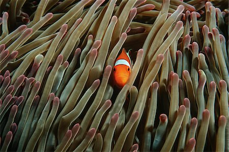 Raja Ampat, Indonesia, Pacific Ocean, false clown anemonefish (Amphiprion ocellaris) hiding in magnificent sea anemone (Heteractis magnifica) Foto de stock - Sin royalties Premium, Código: 693-03310811