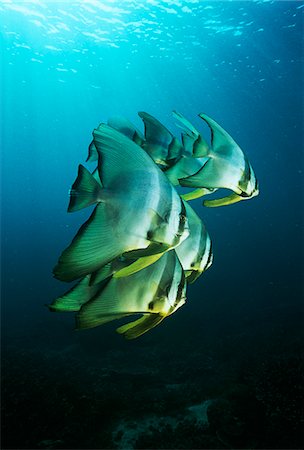 pez tropical - Raja Ampat, Indonesia, Pacific Ocean, juvenile batfish (Platax teira) swimming under surface of ocean Foto de stock - Sin royalties Premium, Código: 693-03310825