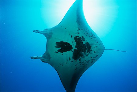Raja Ampat, Indonesia, Pacific Ocean, manta ray (Manta birostris), view from below Stock Photo - Premium Royalty-Free, Code: 693-03310821