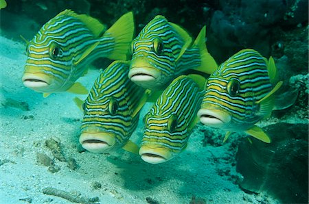 Raja Ampat, Indonesia, Pacific Ocean, oriental sweetlips (Plecorhinchus orientalis) just above ocean floor Stock Photo - Premium Royalty-Free, Code: 693-03310822