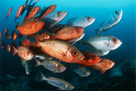 pez tropical - Mozambique, Indian Ocean, school of crescent-tail bigeyes (Priacanthus hamrur) Foto de stock - Sin royalties Premium, Código: 693-03310830