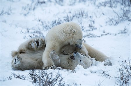 Canada, Churchill, polar bear cubs playing in snow Stock Photo - Premium Royalty-Free, Code: 693-03311285