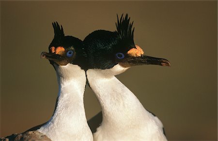 UK, Falkland Islands, King Cormorants head to head, close up Foto de stock - Sin royalties Premium, Código: 693-03311294