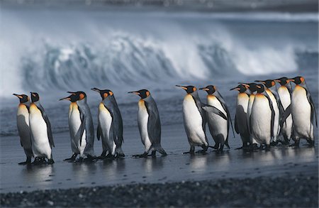 south sandwich islands - UK, South Georgia Island, colony of King Penguins marching on beach, side view Fotografie stock - Premium Royalty-Free, Codice: 693-03311296