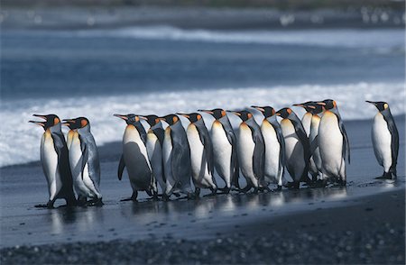south sandwich islands - UK, South Georgia Island, colony of King Penguins marching on beach, side view Fotografie stock - Premium Royalty-Free, Codice: 693-03311297