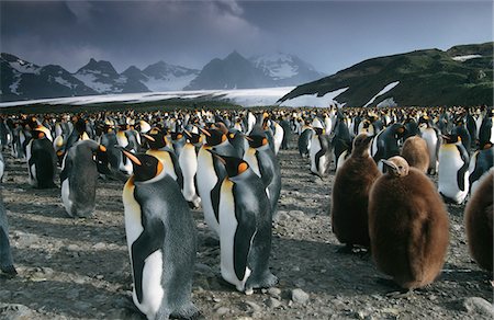 south sandwich islands - UK, South Georgia Island, colony of King Penguins Fotografie stock - Premium Royalty-Free, Codice: 693-03311298