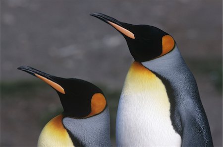 south sandwich islands - UK, South Georgia Island, two King Penguins standing side by side, close up, side view Fotografie stock - Premium Royalty-Free, Codice: 693-03311305
