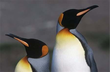 south sandwich islands - UK, South Georgia Island, two King Penguins standing side by side, close up Fotografie stock - Premium Royalty-Free, Codice: 693-03311306