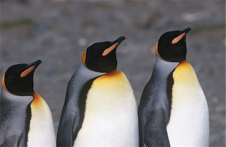 south sandwich islands - UK, South Georgia Island, three King Penguins standing side by side, close up Fotografie stock - Premium Royalty-Free, Codice: 693-03311307