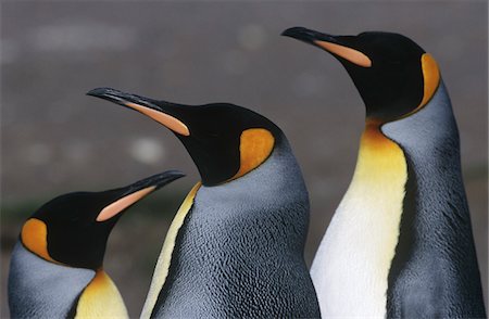 south sandwich islands - UK, South Georgia Island, three King Penguins, close up Fotografie stock - Premium Royalty-Free, Codice: 693-03311308