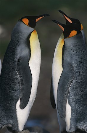 south sandwich islands - UK, South Georgia Island, two King Penguins opposite each other, side view Fotografie stock - Premium Royalty-Free, Codice: 693-03311300