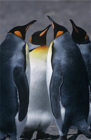 south sandwich islands - UK, South Georgia Island, three King Penguins standing on beach Fotografie stock - Premium Royalty-Free, Codice: 693-03311302