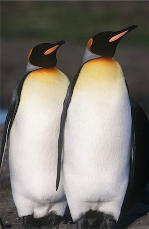 south sandwich islands - UK, South Georgia Island, two King Penguins walking Fotografie stock - Premium Royalty-Free, Codice: 693-03311303
