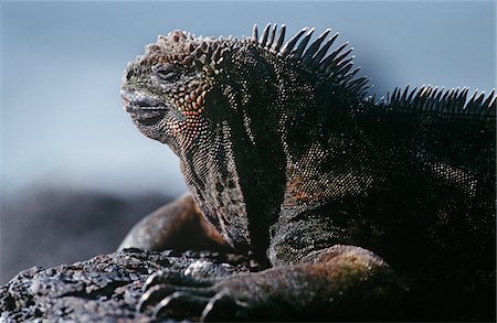 Ecuador, Galapagos Islands, Marine Iguana resting on rock, close up Stock Photo - Premium Royalty-Free, Code: 693-03311315