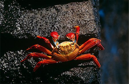 Ecuador, Galapagos Islands, Sally Lightfoot Crab on rock, view from above Stock Photo - Premium Royalty-Free, Code: 693-03311316