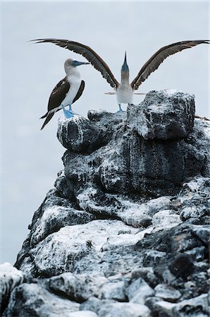 fou à pieds bleus - Aux îles Galapagos, en Équateur, deux Chriselo31 à pattes bleues au sommet du rocher Photographie de stock - Premium Libres de Droits, Code: 693-03311318