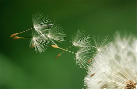 Dandelion seeds flying, extreme close up Foto de stock - Sin royalties Premium, Código: 693-03311325