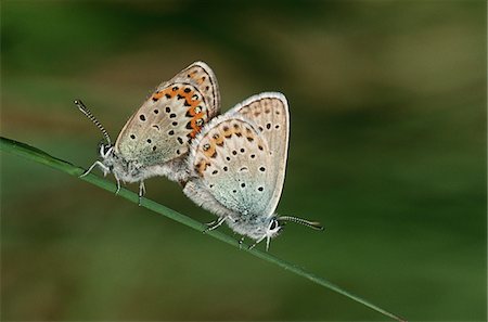 Two Common Buckeye butterflies mating, side view Stock Photo - Premium Royalty-Free, Code: 693-03311326