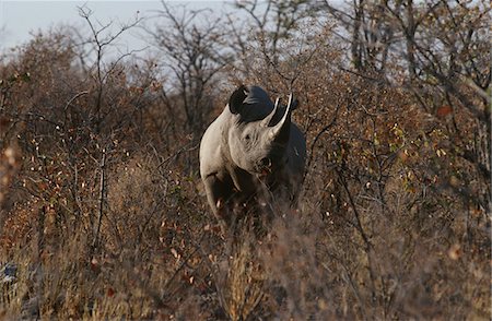 rinoceronte - Namibia, Black Rhinoceros standing amongst bushes Foto de stock - Sin royalties Premium, Código: 693-03311349