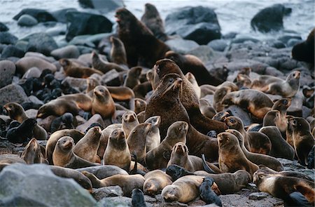 USA, Alaska, St. Paul Island, colony of Northern Fur Seals on rocky shore Fotografie stock - Premium Royalty-Free, Codice: 693-03311340