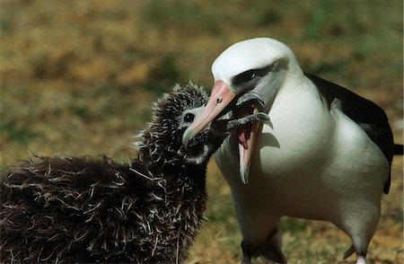 simsearch:862-03437550,k - Albatros de Laysan (Phoebastria immutabilis) alimentation des oisillons au nid Photographie de stock - Premium Libres de Droits, Code: 693-03311372