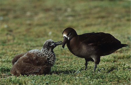 simsearch:862-03437550,k - Albatros à pieds (Phoebastria nigripes) alimentation des oisillons au nid Photographie de stock - Premium Libres de Droits, Code: 693-03311373